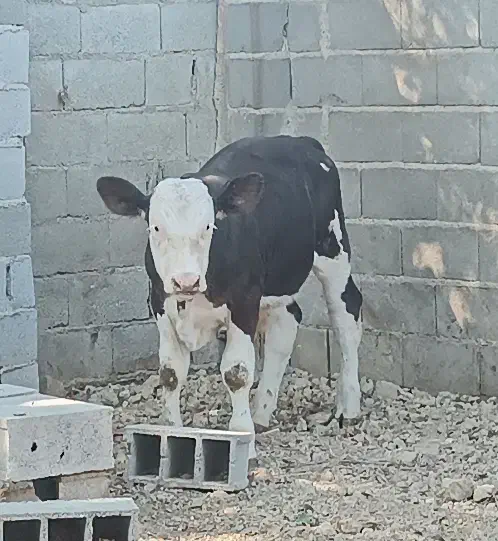 گوساله نر|حیوانات مزرعه|گنبد کاووس, |دیوار