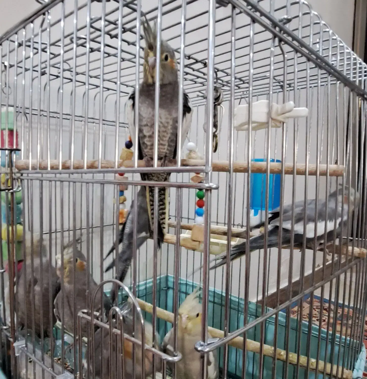 عروس هلندی دستی بازیگوش پرنده تزئینی جوجه|پرنده|تهران, تهرانپارس شرقی|دیوار