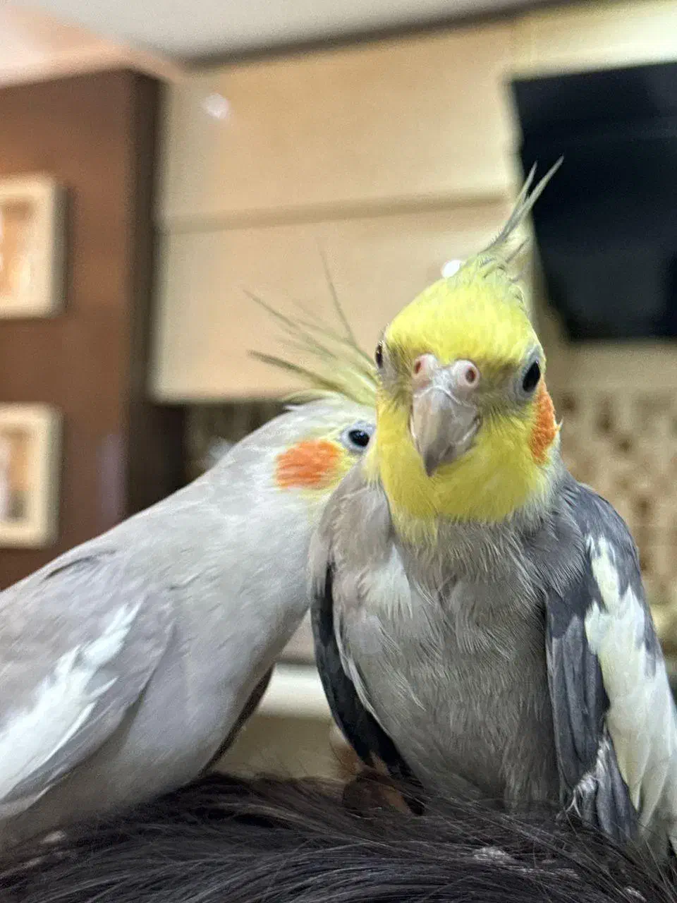 عروس هلندی|پرنده|نوشهر, |دیوار