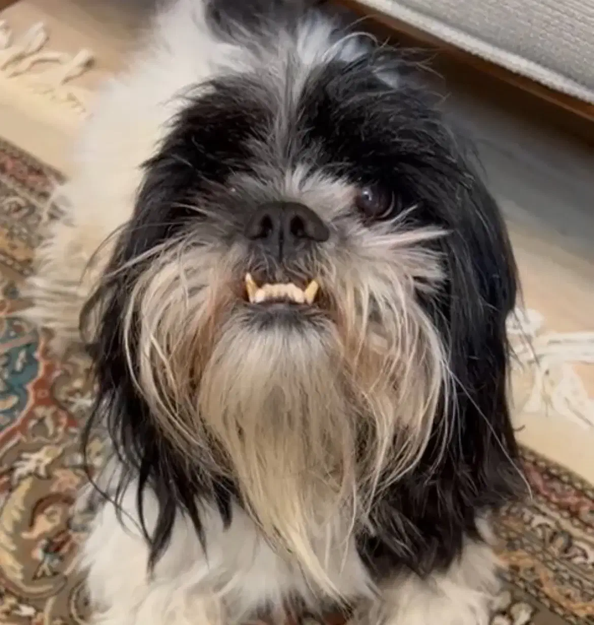 سگ گمشده در زرند|حیوانات|زرند, |دیوار