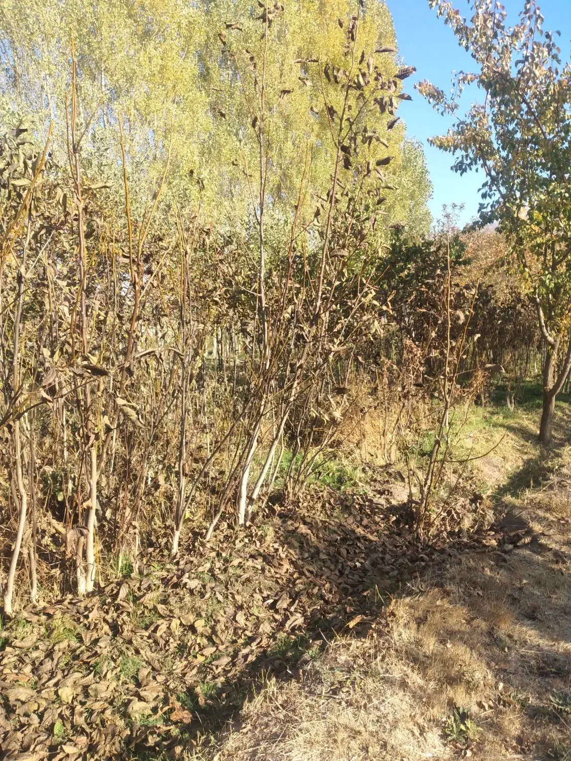 نهال گردوی کاغذی|خدمات باغبانی و درختکاری|سراب, |دیوار