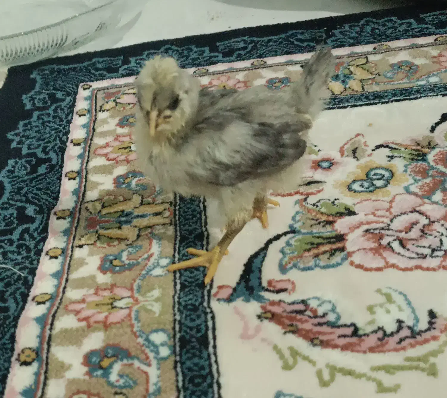 جوجه گلین لر|حیوانات مزرعه|مشهد, انقلاب|دیوار