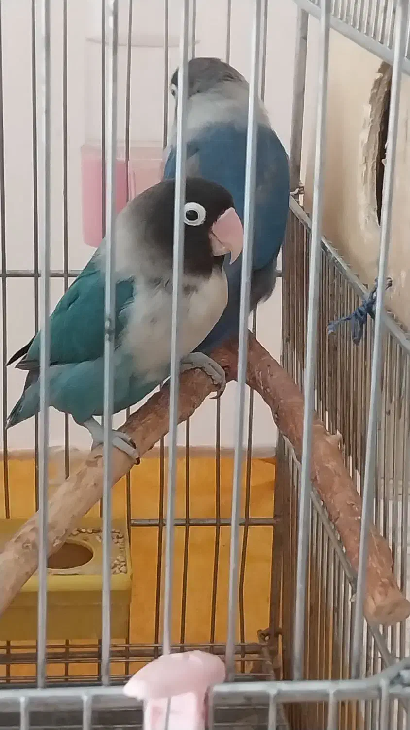 فروش یک جفت کوتوله با جوجه|پرنده|تیران, |دیوار