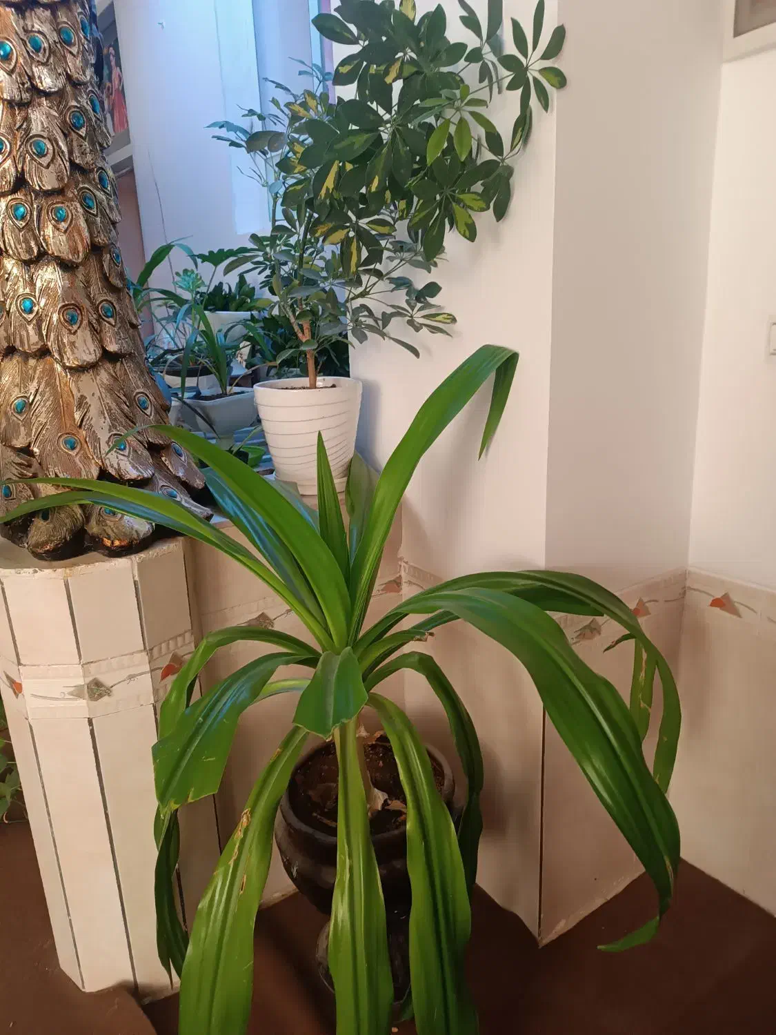 گل وگلدان|گل و گیاه طبیعی|فسا, |دیوار