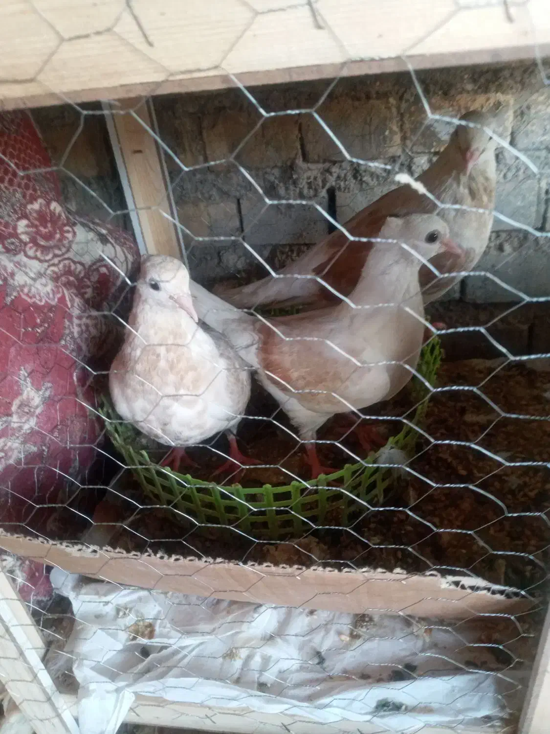 کبوتر|پرنده|سوسنگرد, |دیوار