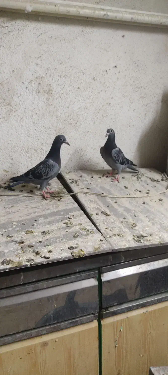 کفتر|پرنده|مشهد, عیدگاه|دیوار