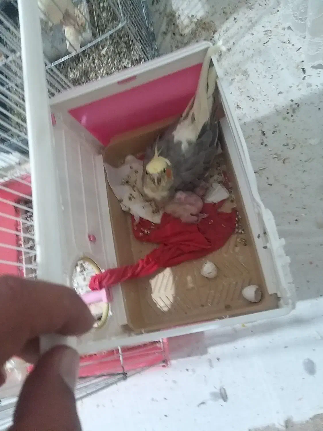 ی تعدادی عروس هلندی فروش یکجا|پرنده|وحیدیه, |دیوار