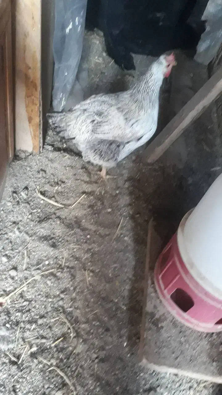 حیوان خانگی|حیوانات مزرعه|پاکدشت, پاکدشت (مامازند)|دیوار