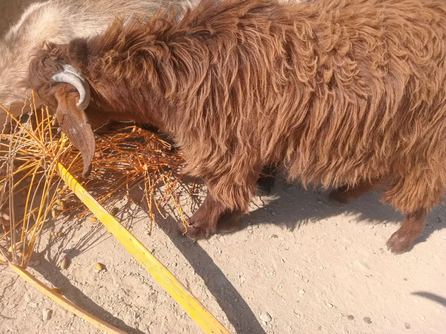 تروشت مری و محلی|حیوانات مزرعه|سراوان, |دیوار