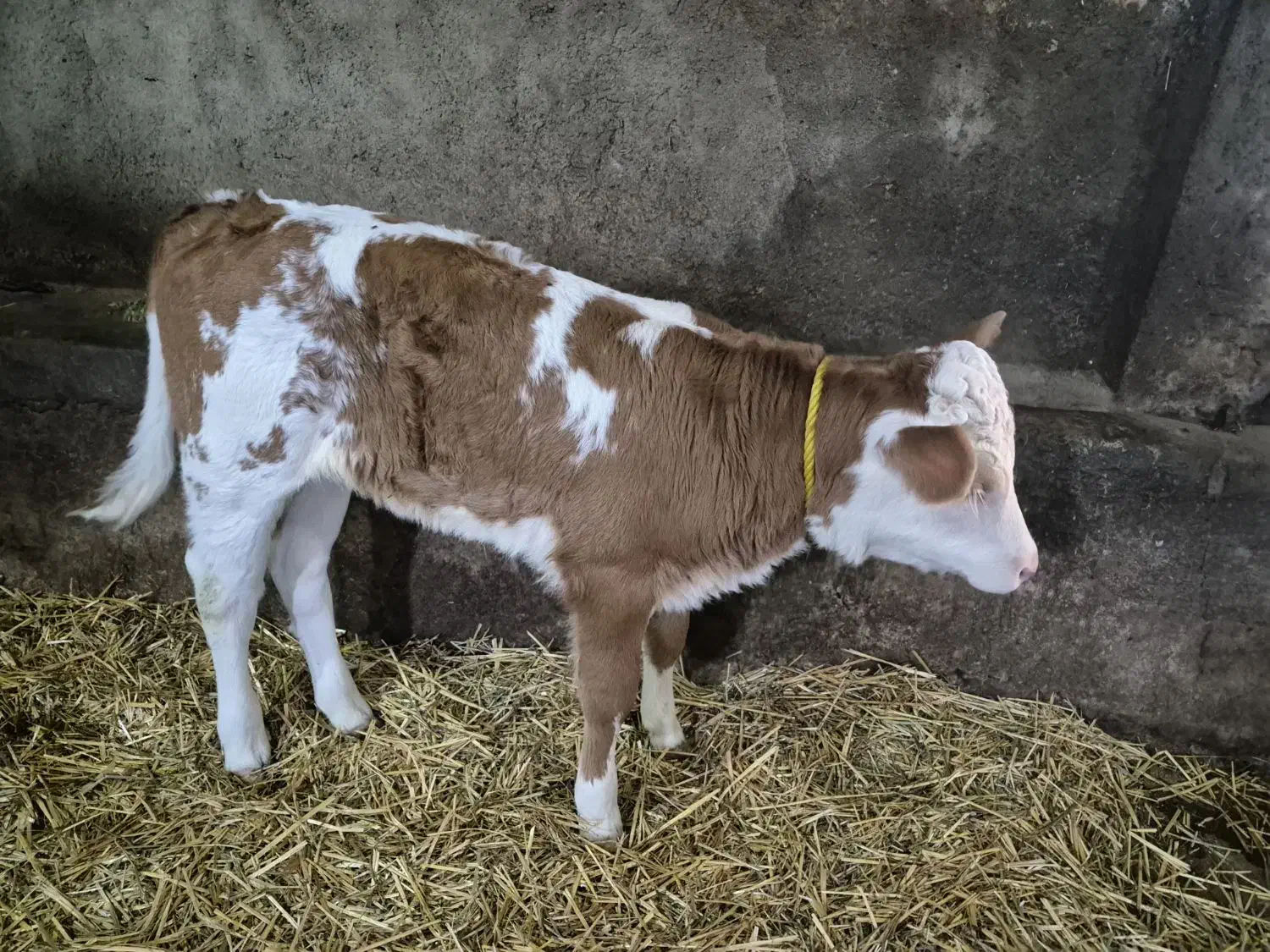 گوساله سیمینتال تازه متولد شده ماده|حیوانات مزرعه|سرعین, |دیوار
