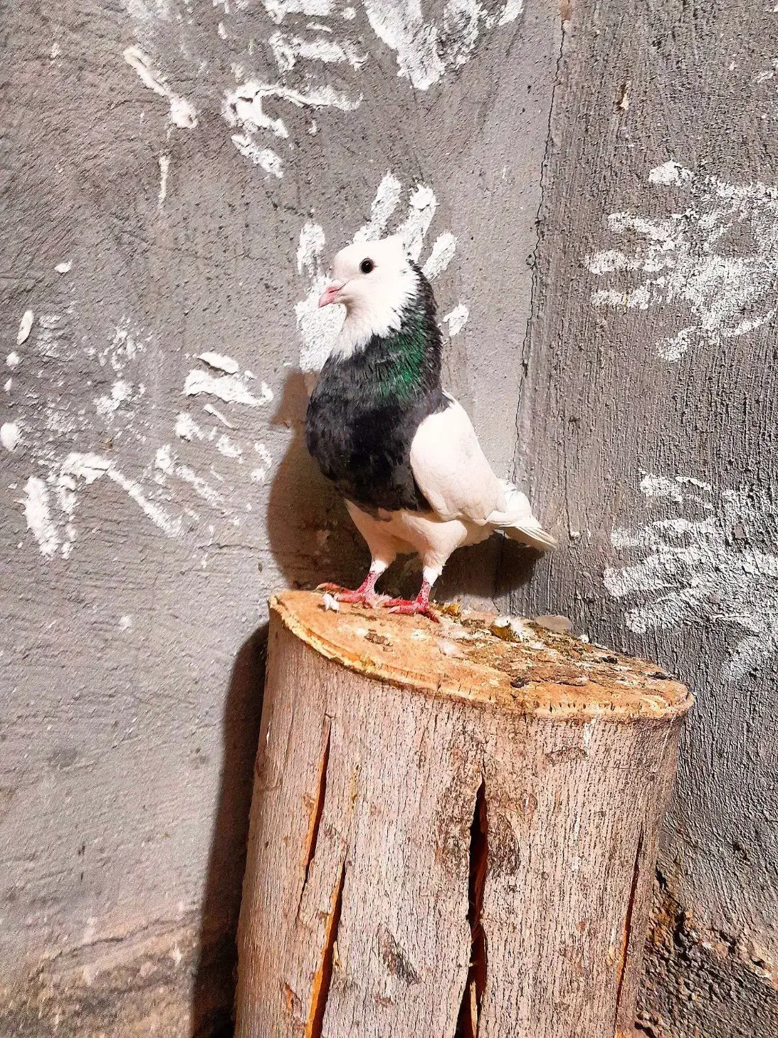 طوقی.|پرنده|لردگان, |دیوار