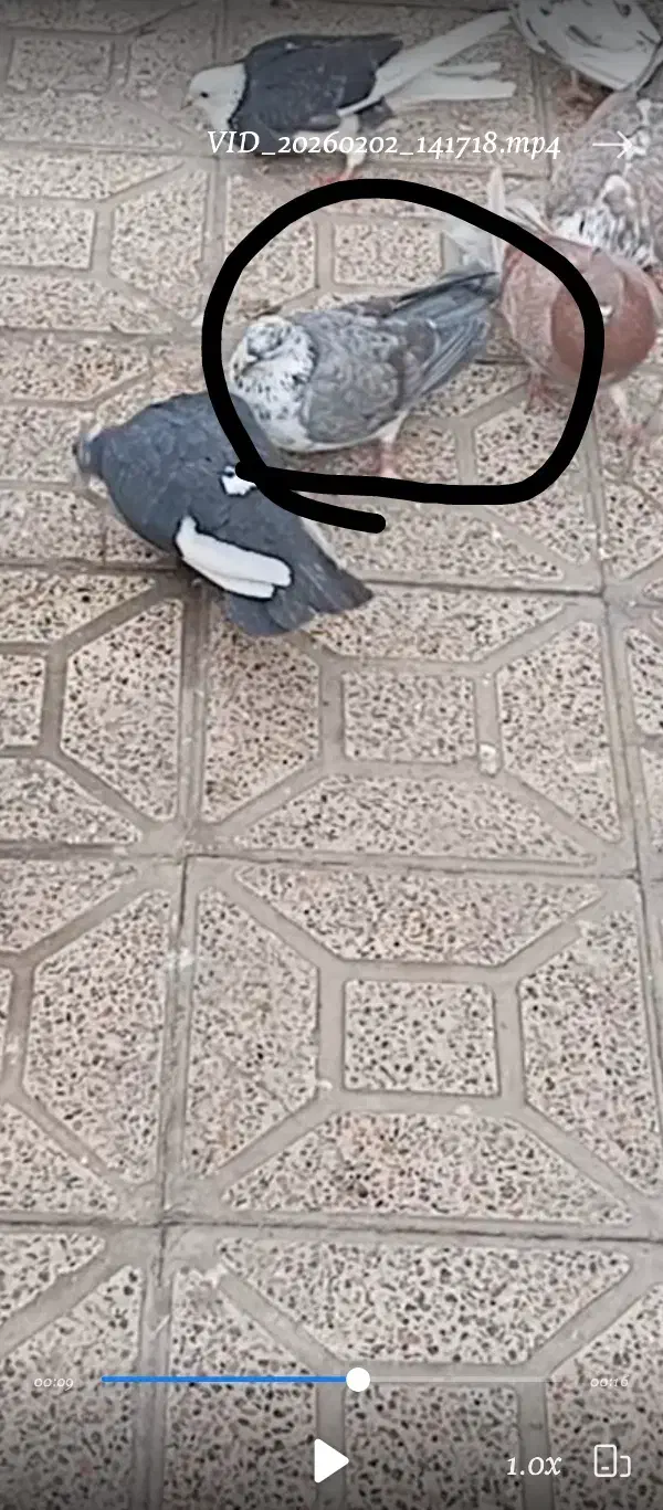 سوسکی ماده رفتنی|حیوانات|ارومیه, |دیوار