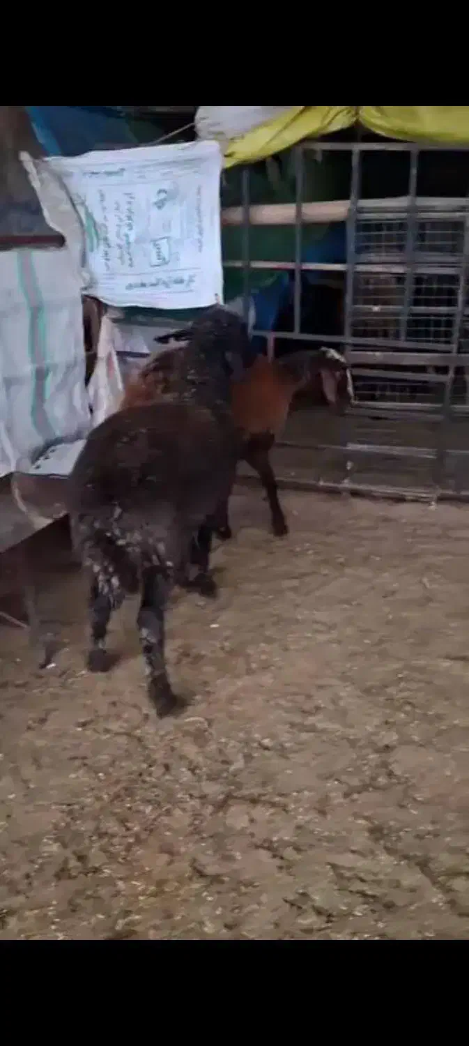 ۲عدد بره ماده|حیوانات مزرعه|سیمین شهر, |دیوار