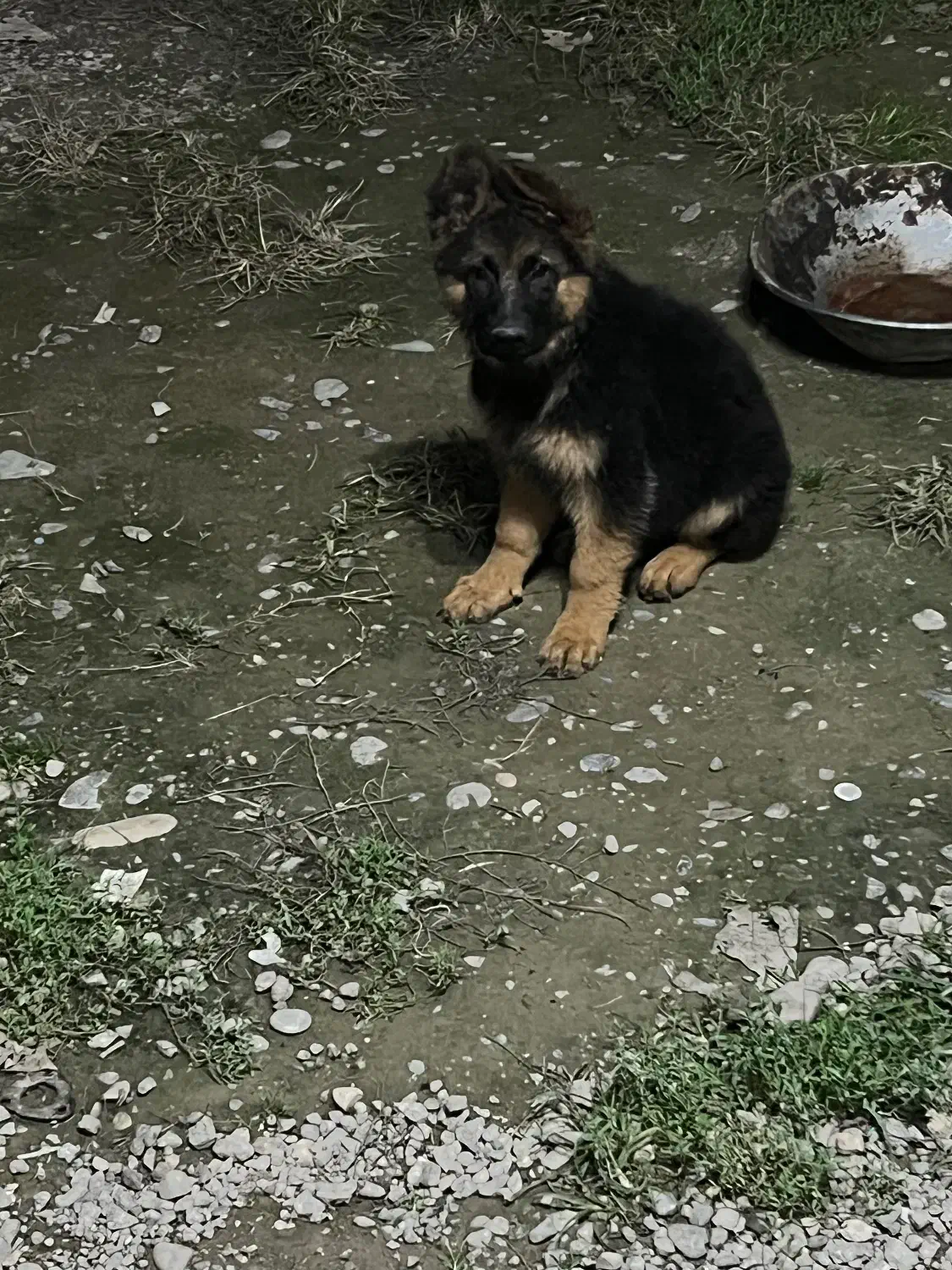 ژرمن شولاین|سگ|کیاشهر, |دیوار