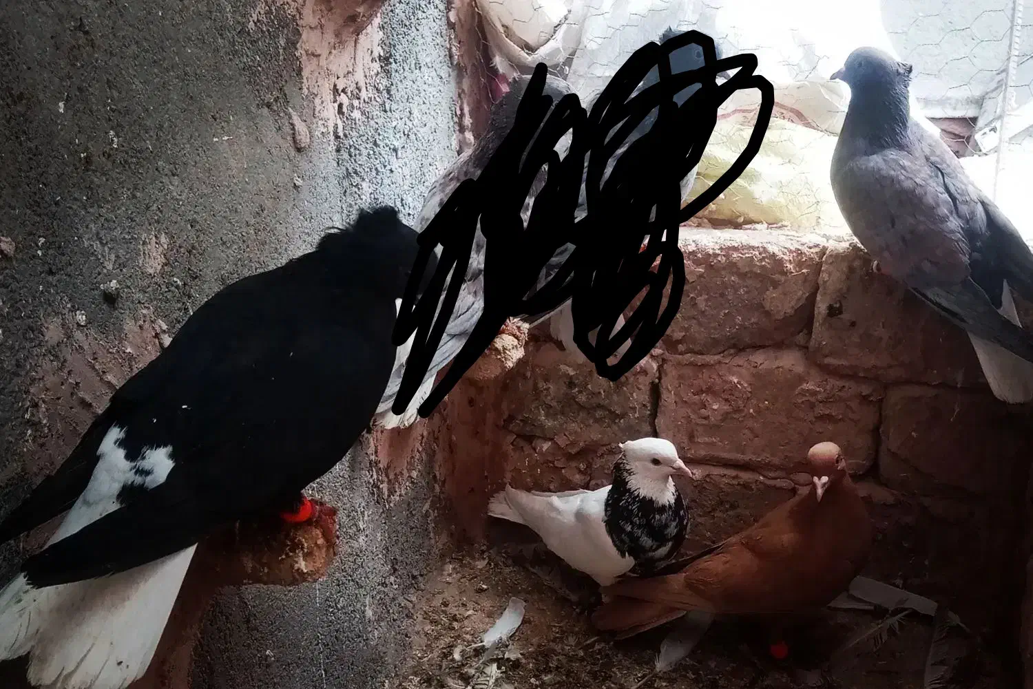 کفترعکس 4 جفت 1000پرشی بیرونی|پرنده|سبزوار, زینبیه|دیوار