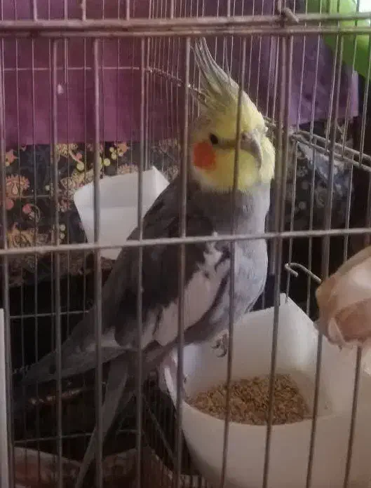 فروش سه عدد عروس هلندی|پرنده|قم, مسجد امام حسن|دیوار