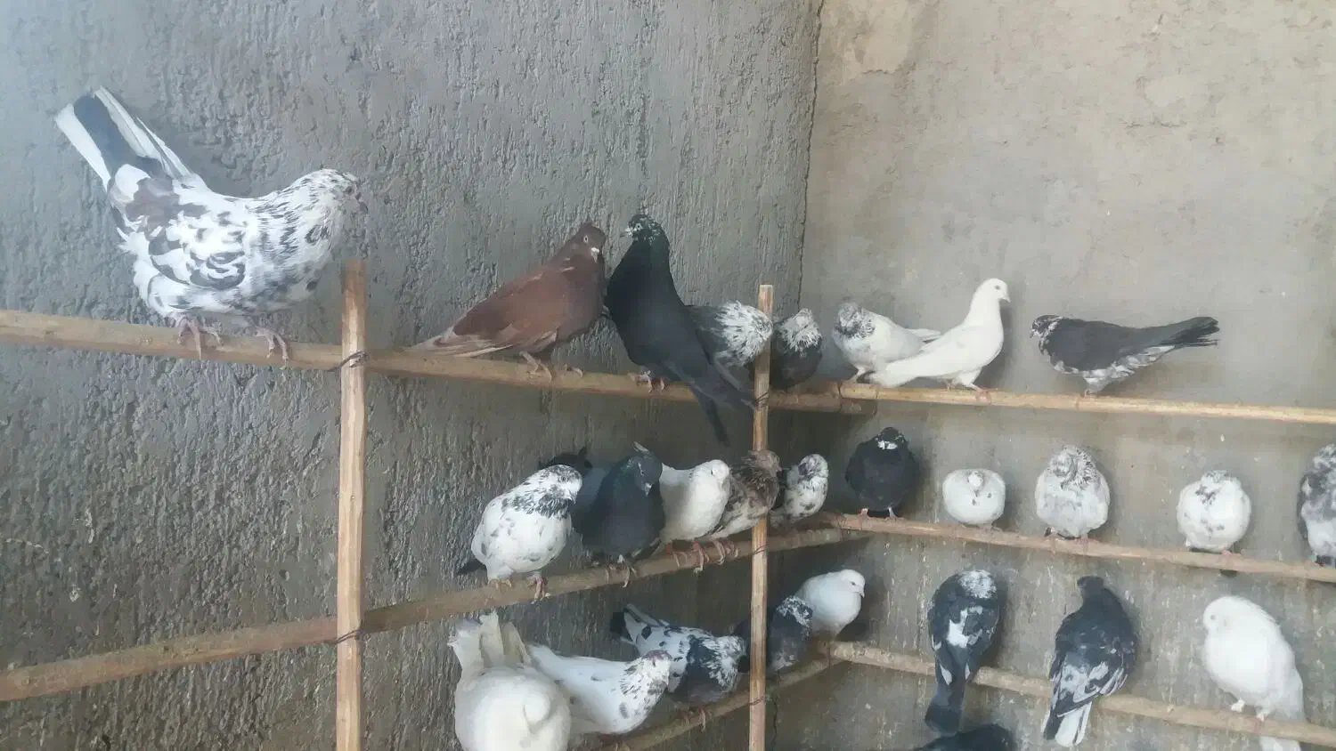 فروش فوری تعدادی کبونر پرش بالا|پرنده|ابریشم, |دیوار