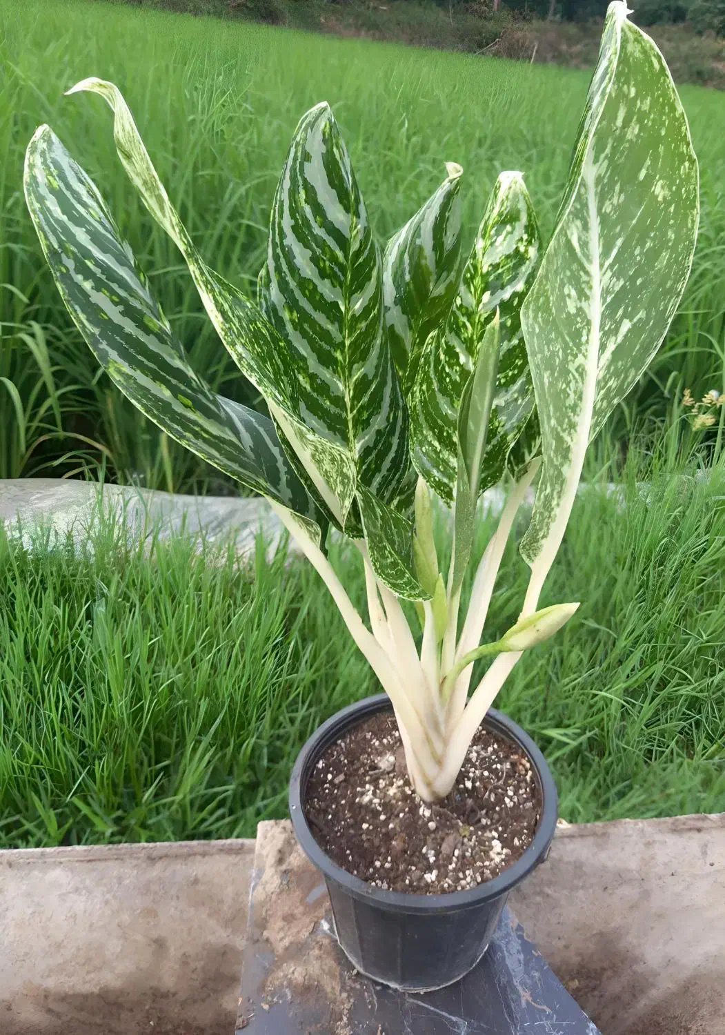 گل دیفن و اگلونما گرین لایت|گل و گیاه طبیعی|امامزاده عبدالله, |دیوار