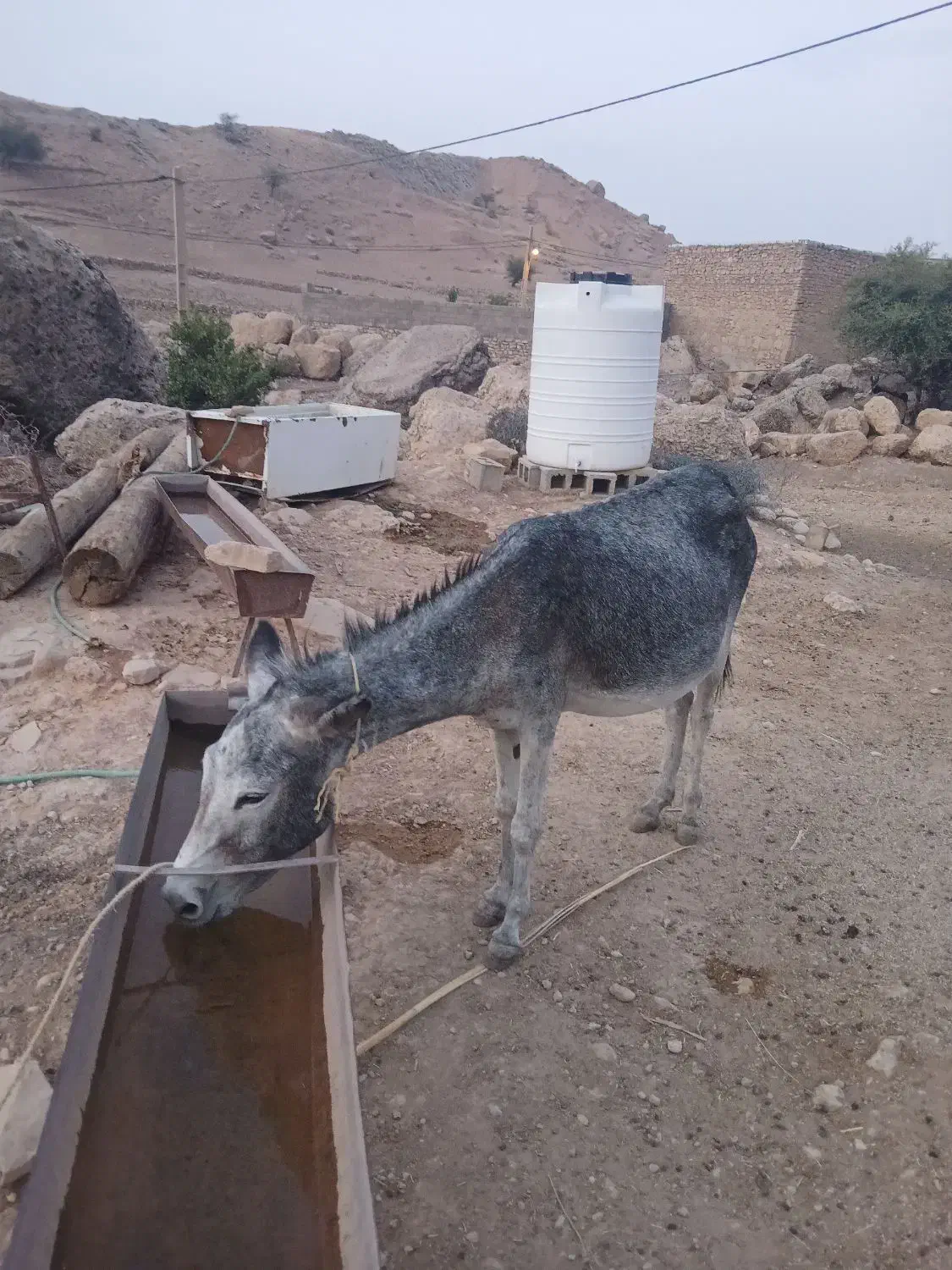 الاغ|حیوانات مزرعه|دهدشت, |دیوار