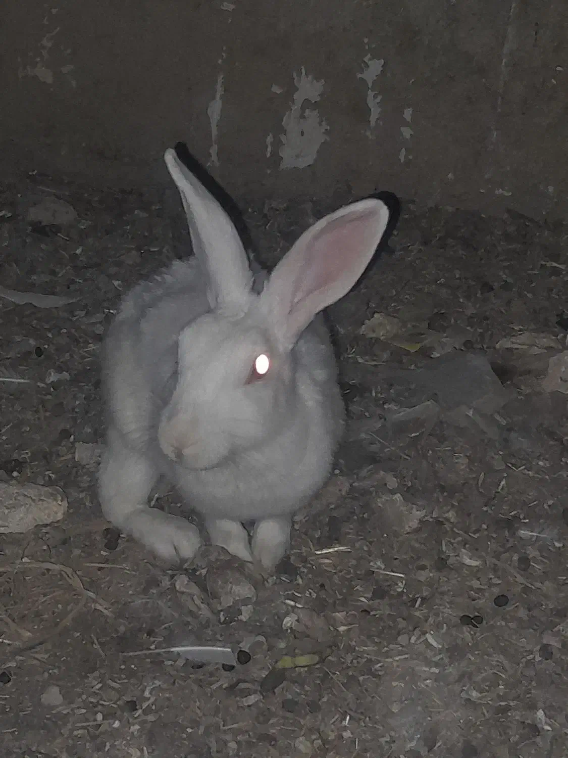 فروش خرگوش|موش و خرگوش|ایذه, |دیوار