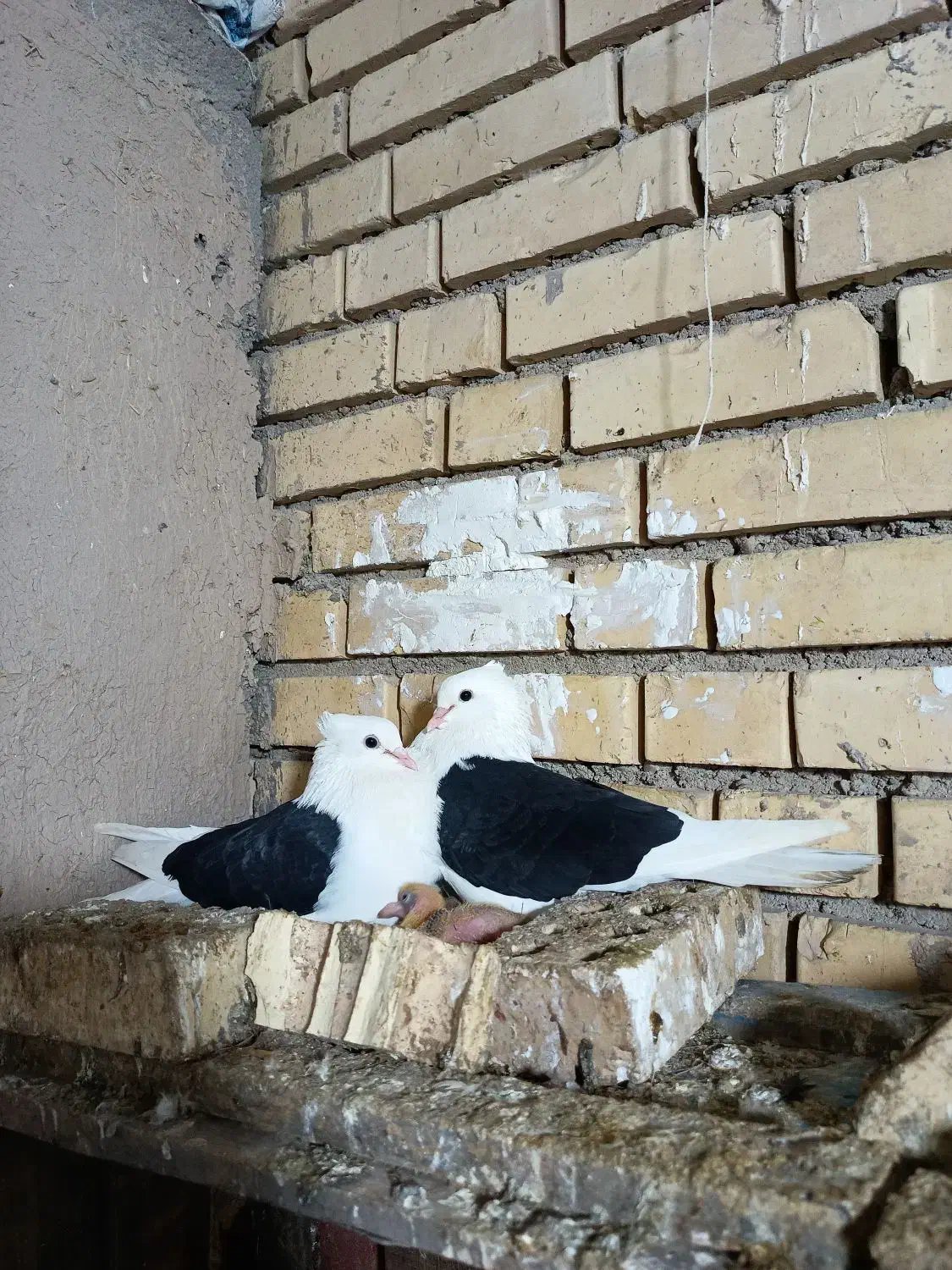 دوکت سیاه|پرنده|گتوند, |دیوار