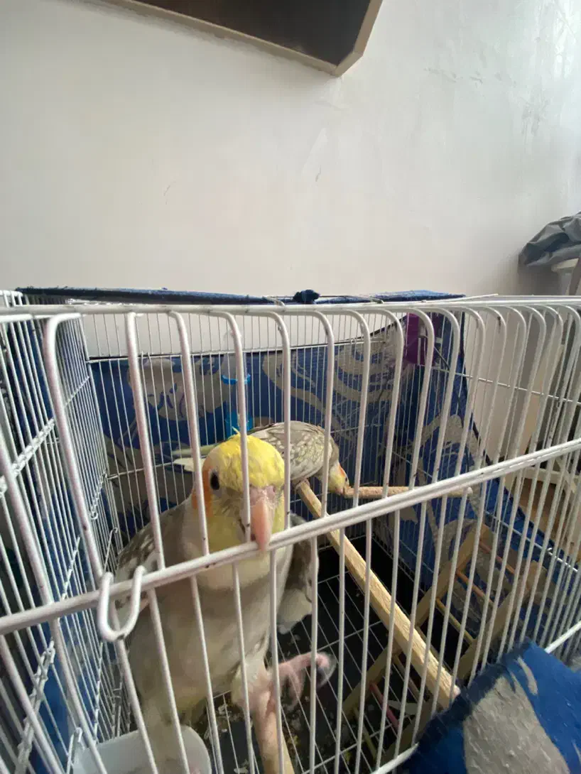 طوطی|پرنده|فومن, |دیوار