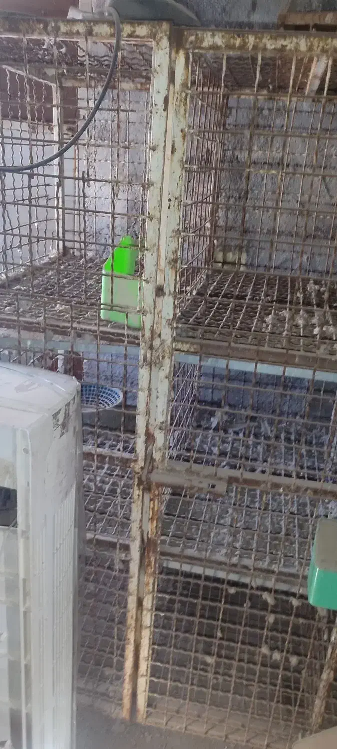 قفس|لوازم جانبی حیوانات|کارون, |دیوار