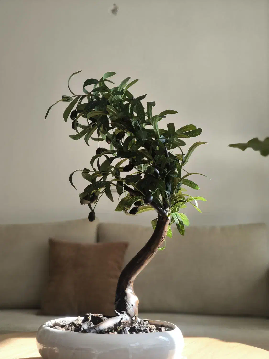 درخچه بونسای زیتون با برگ های لمسی مصنوعی|گل مصنوعی|سنندج, |دیوار