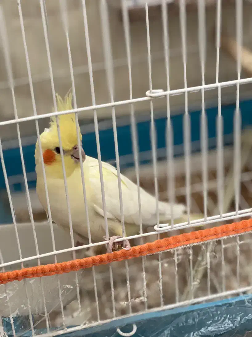 عروس هلندی|پرنده|کازرون, |دیوار