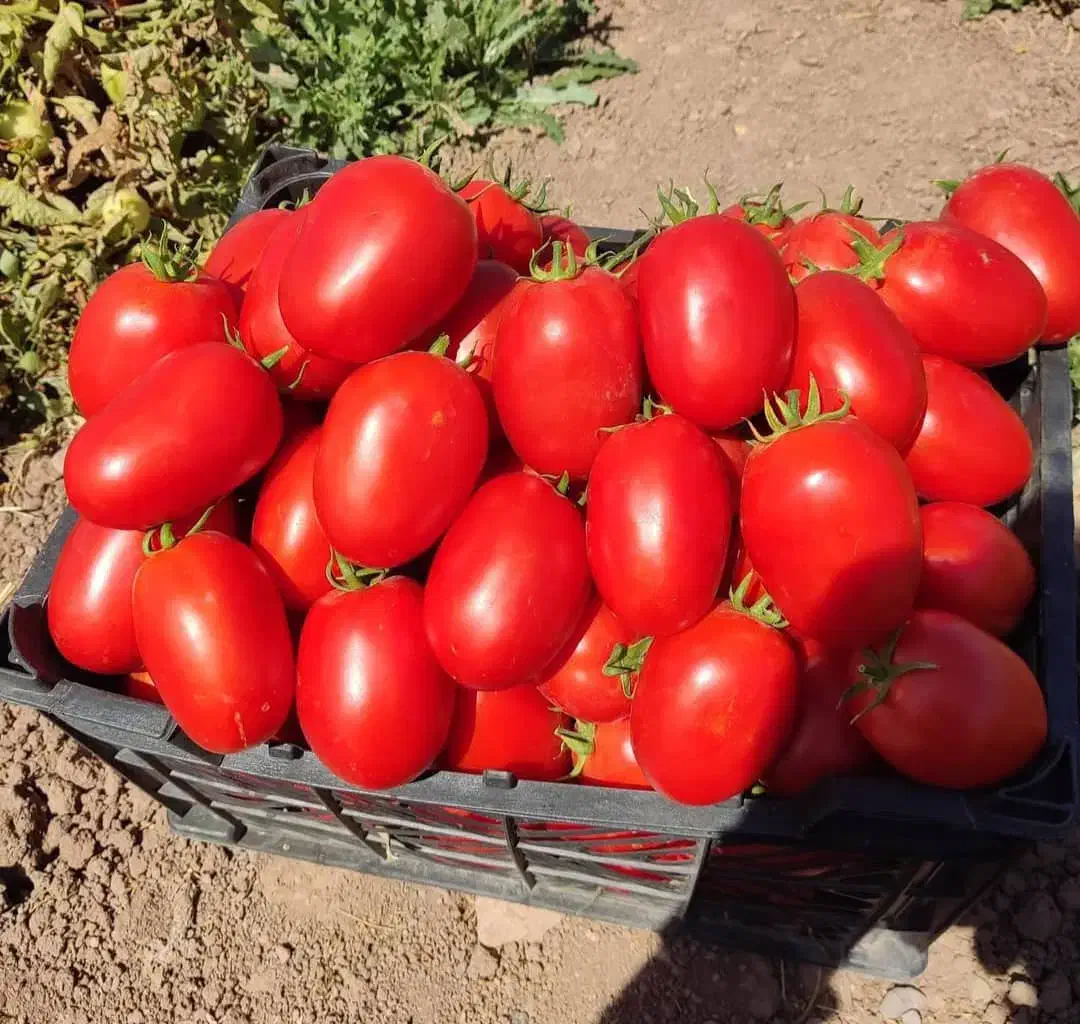 نیرو جهت سورت و بسته بندی تربار شهرک صنعتی|استخدام سرایداری و نظافت|شیراز, شهرک صنعتی شیراز|دیوار