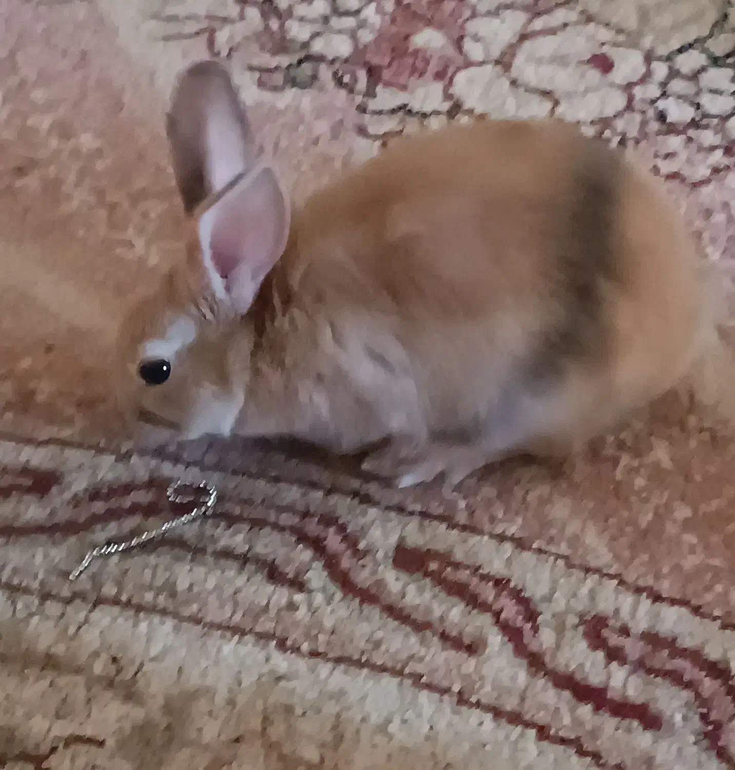 خرگوش یکماه ونیم ، تمیز، اروم، بی ازار مودب|موش و خرگوش|بهبهان, |دیوار