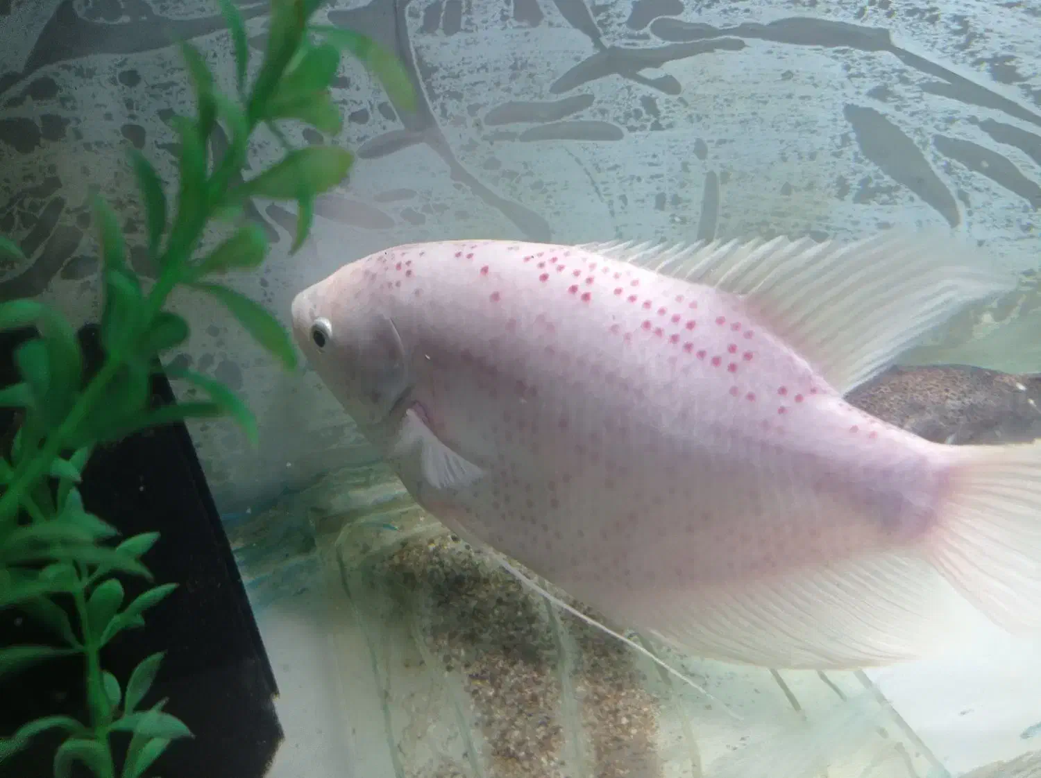 مانستر فیش|ماهی|کاشان, کارگر|دیوار