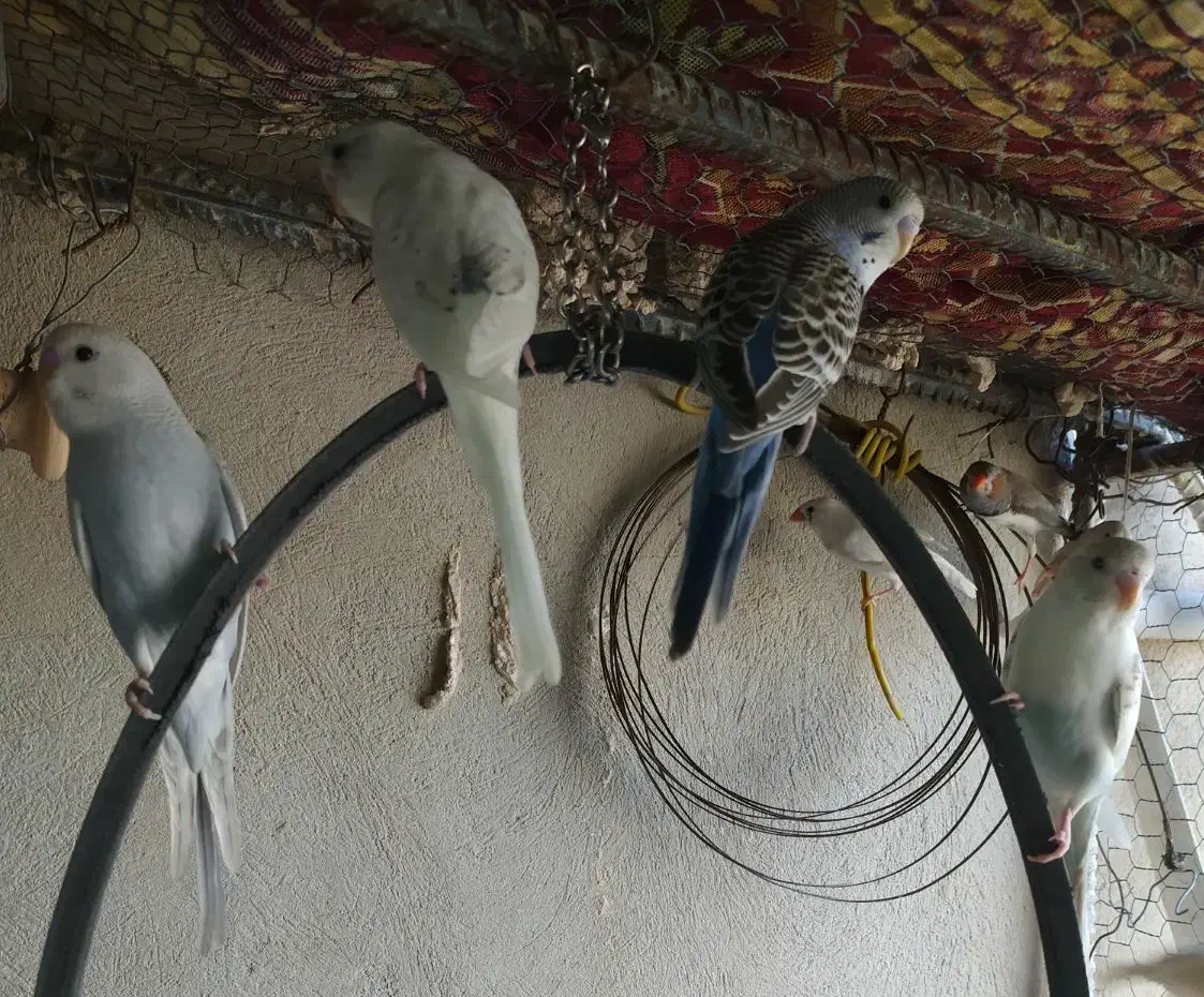 مرغ عشق و فنچ|پرنده|ایرانشهر, |دیوار