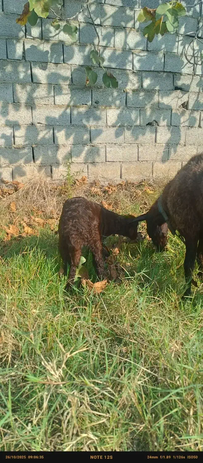 میش بابره ماده خوب|حیوانات مزرعه|کوهی‌خیل, |دیوار