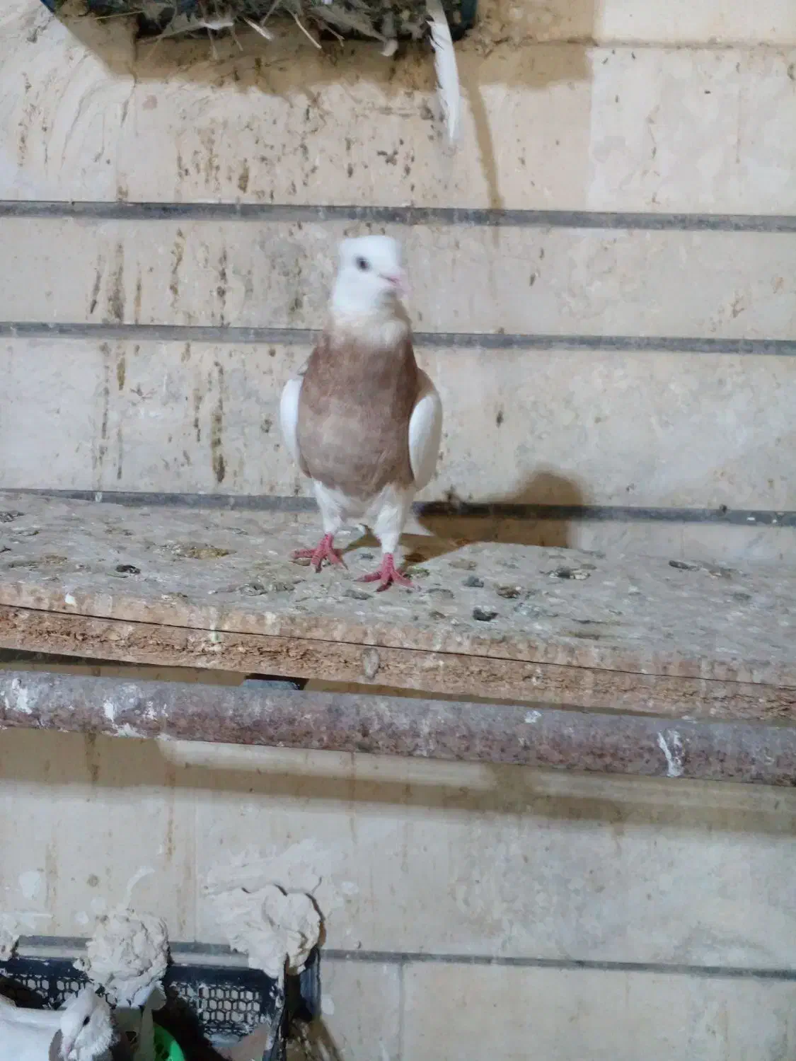 ماده طوقی|پرنده|ایذه, |دیوار