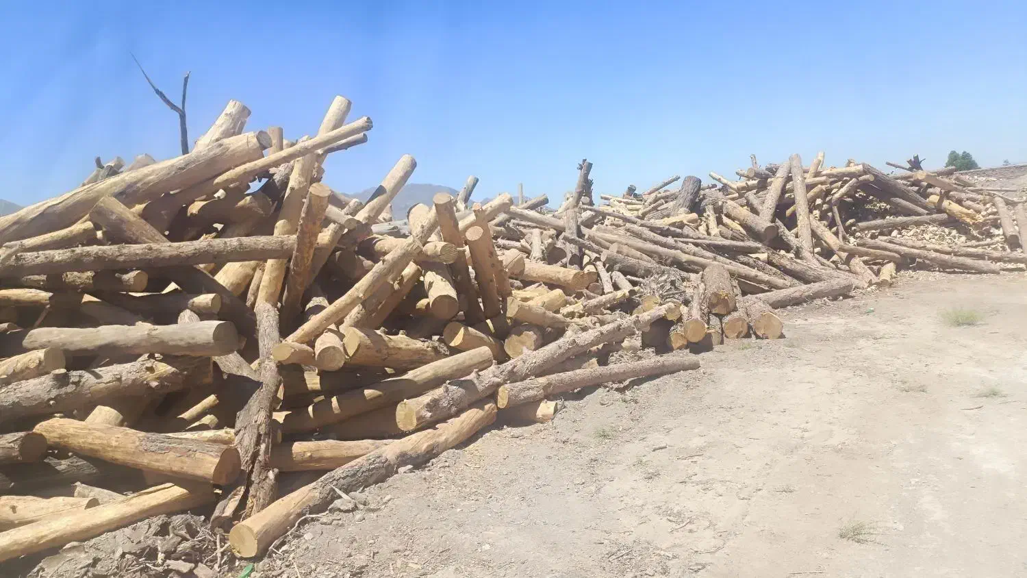 خرید چوب از کشاورزان عزیز|خدمات باغبانی و درختکاری|بیرجند, |دیوار