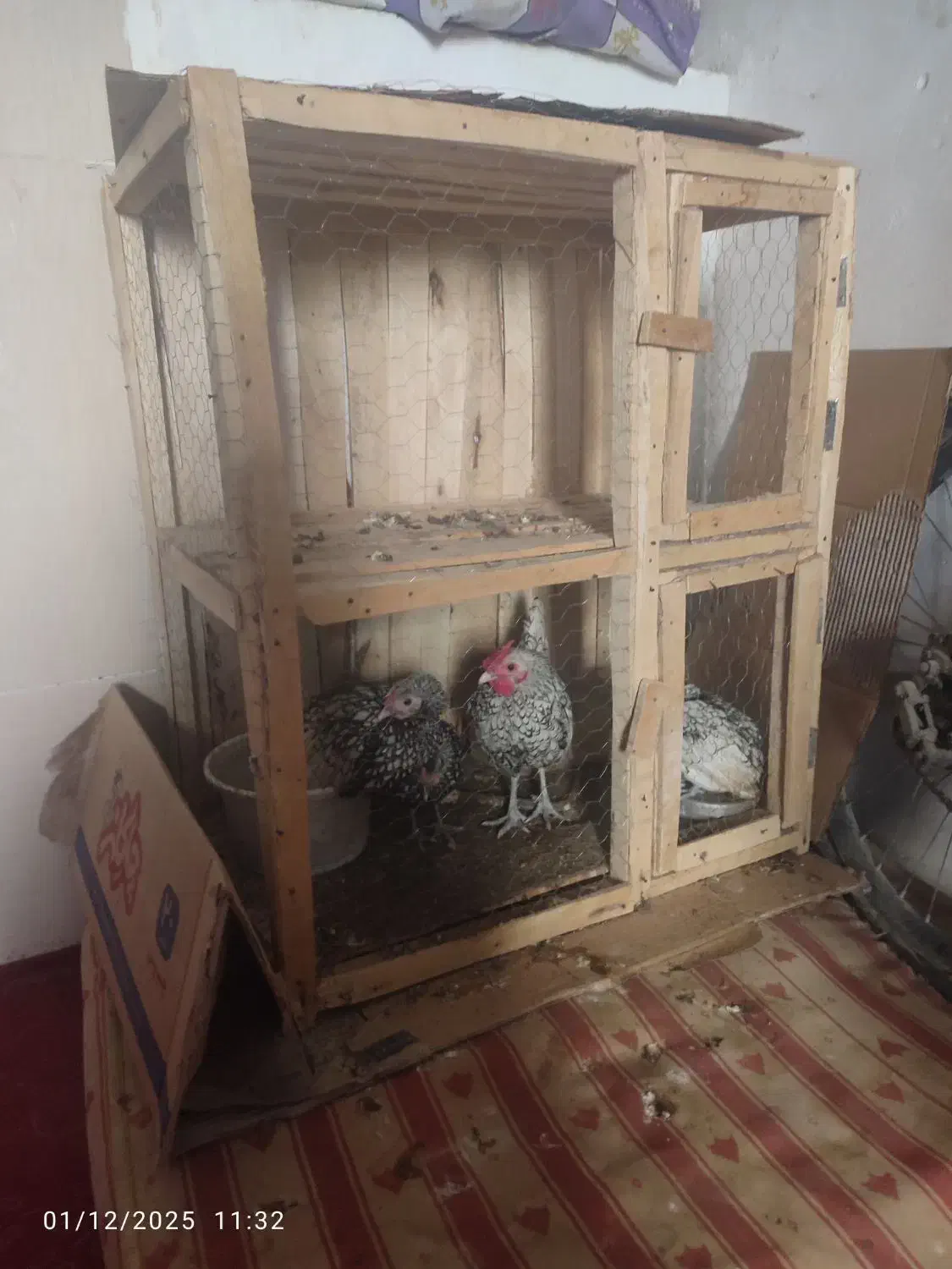 مرغ وخروس|حیوانات مزرعه|جوادآباد, |دیوار