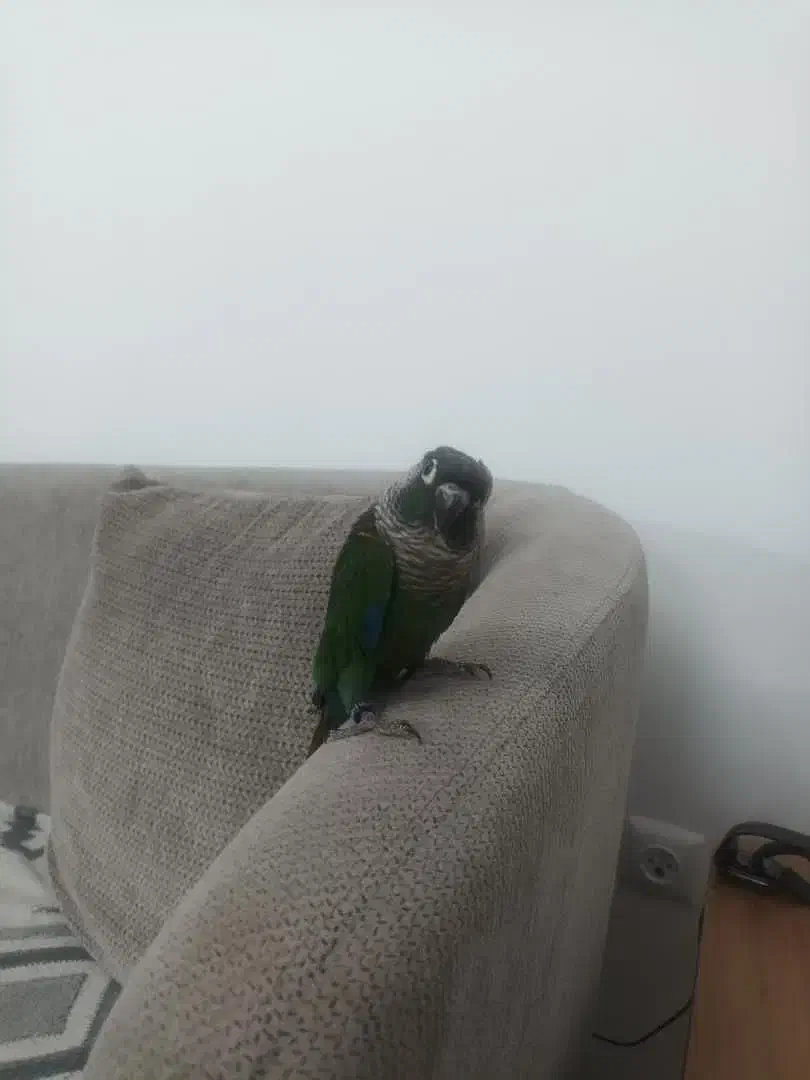 طوطی گریچیک سالم و دستی و خوش رنگ|پرنده|نیشابور, بنیاد شهید|دیوار