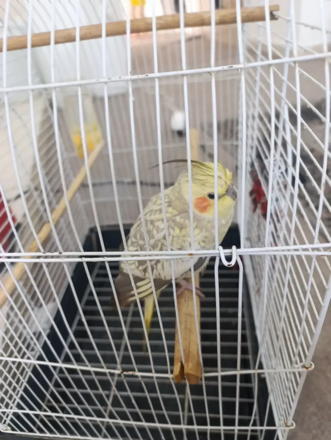 عروس هلندی|پرنده|برازجان, |دیوار