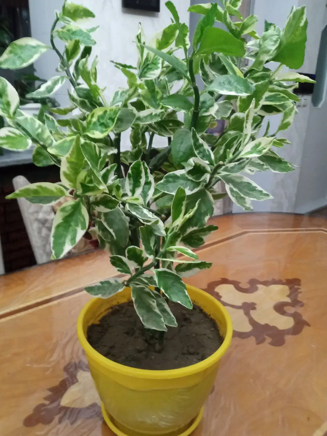 حراج شمعدانی و پدیلانتوس|گل و گیاه طبیعی|ارومیه, |دیوار