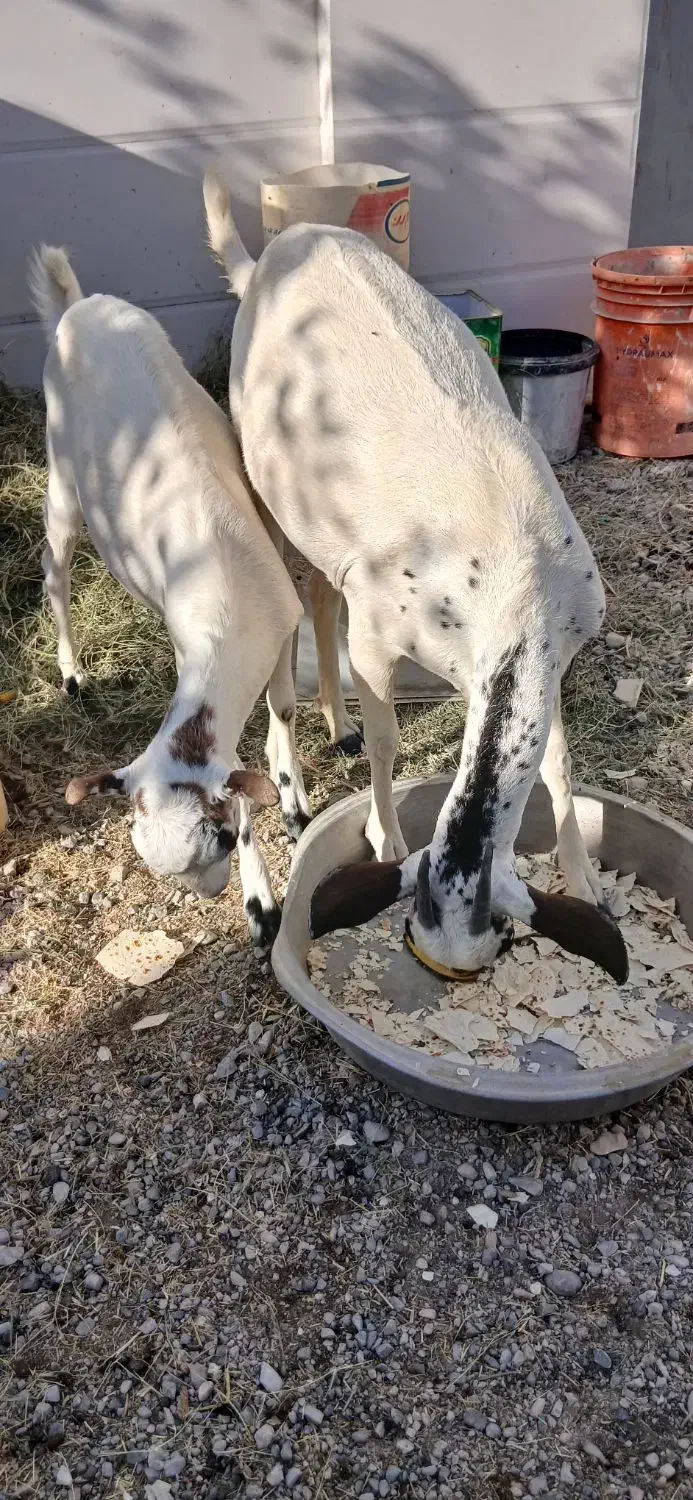 کهر|حیوانات مزرعه|تخت, |دیوار