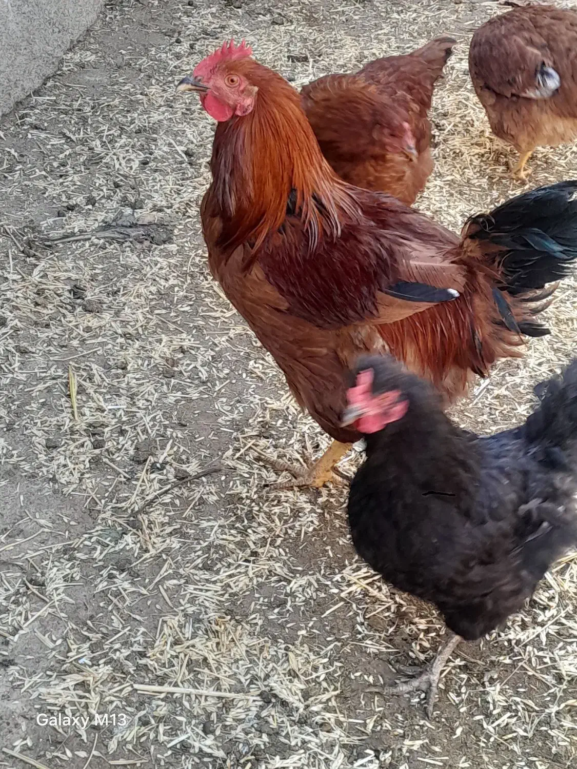 خروس ۵۰۰|حیوانات مزرعه|شیروان (خراسان), |دیوار