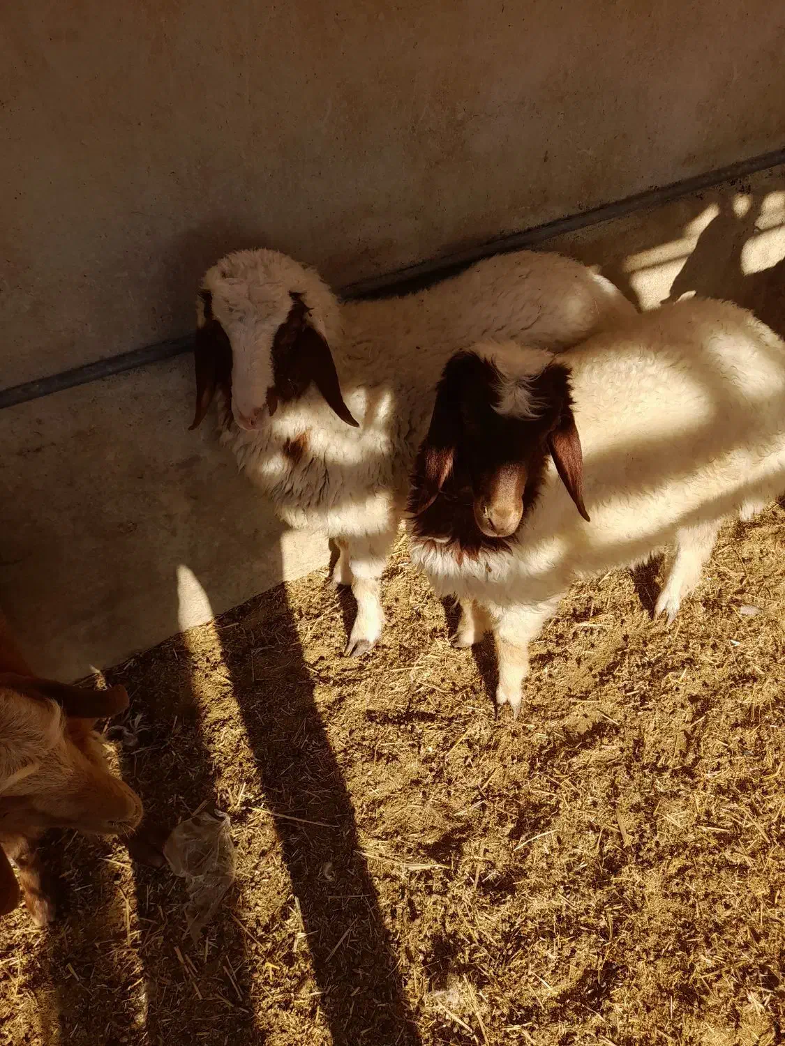 ۲عدد بره نر|حیوانات مزرعه|دره شهر, |دیوار