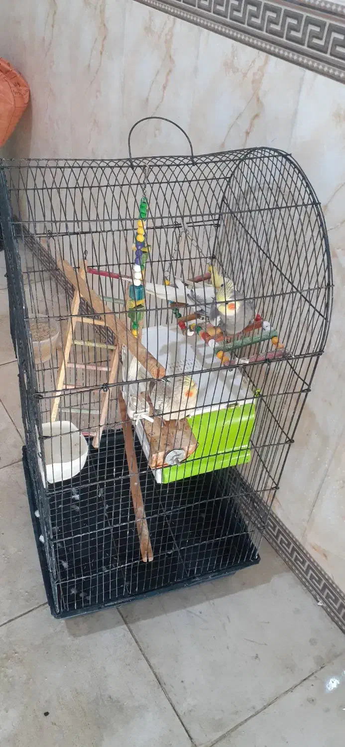 عروس هلندی با سبد لانه|پرنده|شراء, |دیوار