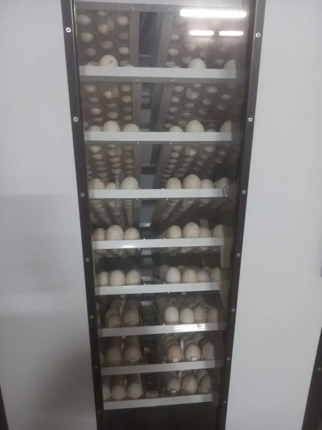 تخم بوقلمون برنز انگلیسی نطفه دار|حیوانات مزرعه|مشهد, طبرسی شمالی|دیوار