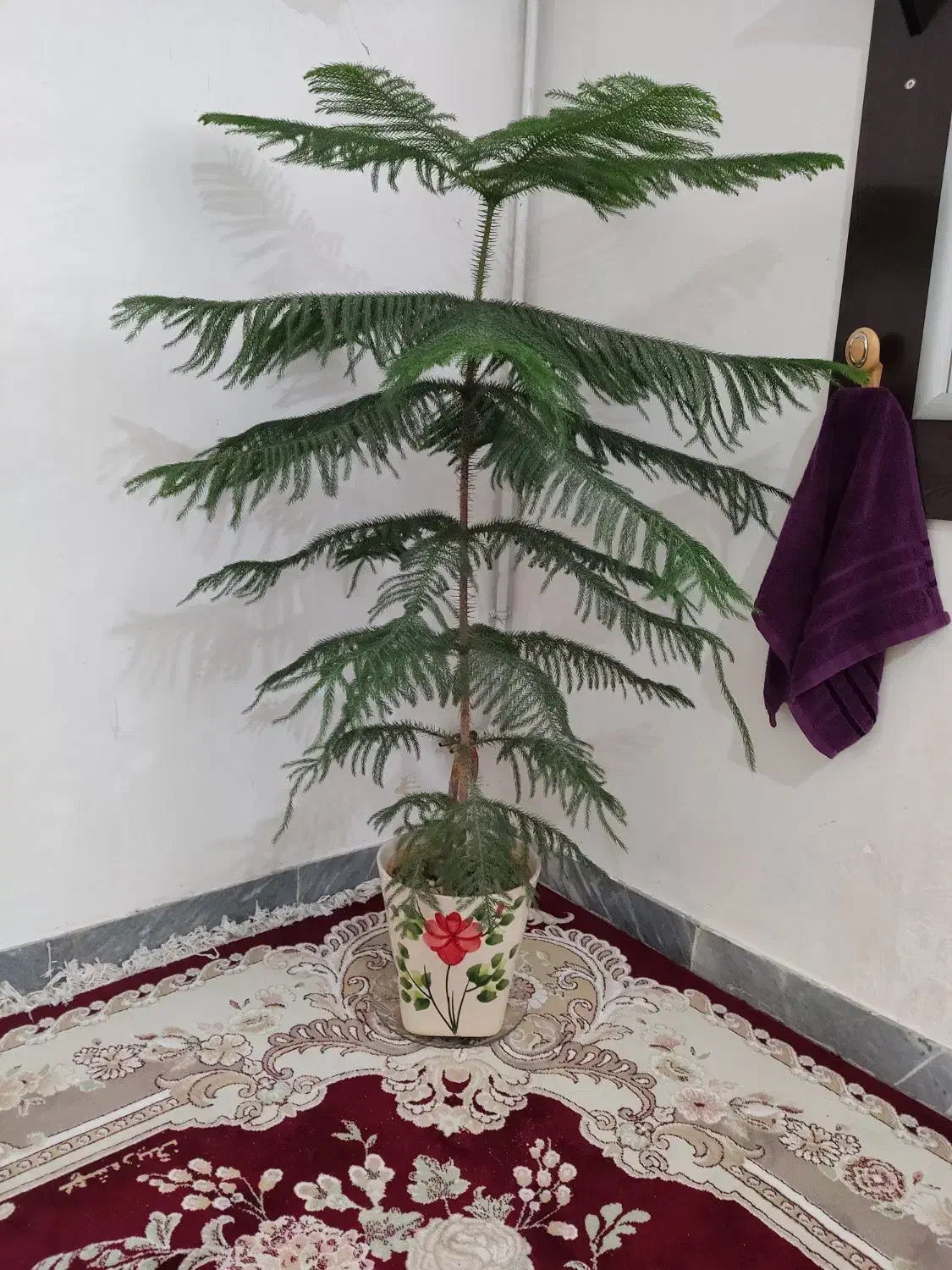 گل طبیعی|گل و گیاه طبیعی|نورآباد, |دیوار
