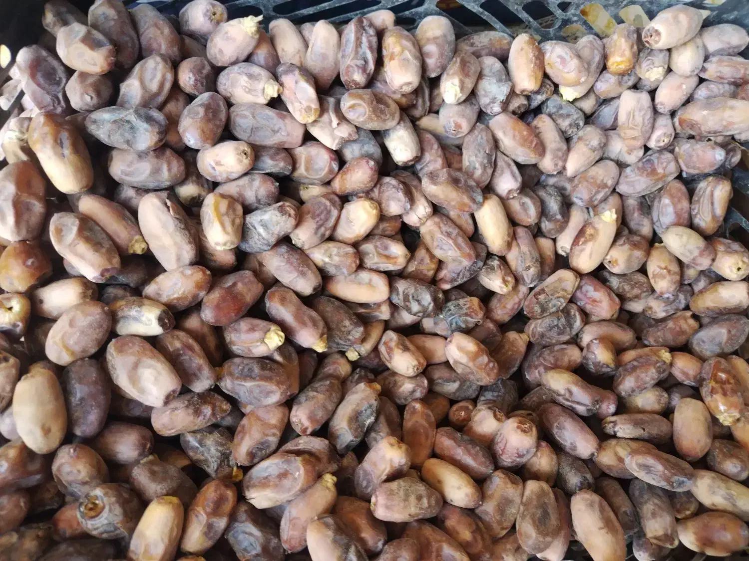 دیری|خوردنی و آشامیدنی|اهواز, پردیس|دیوار