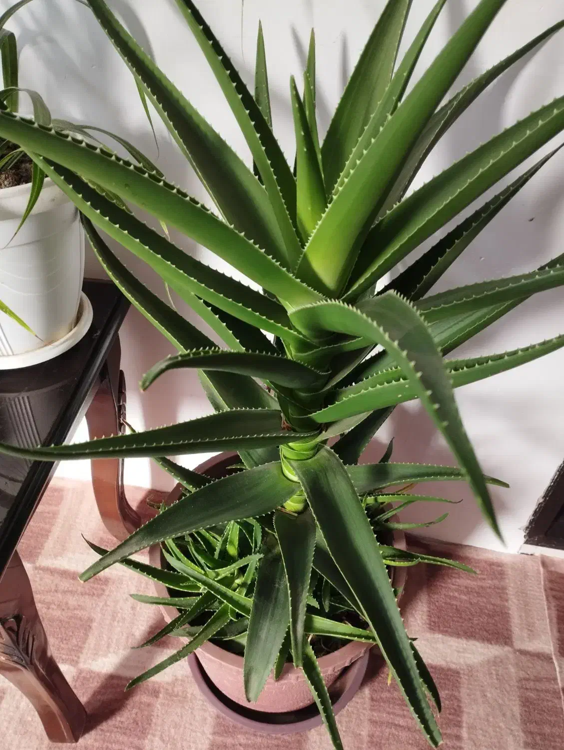 گل طبیعی|گل و گیاه طبیعی|مرند, |دیوار