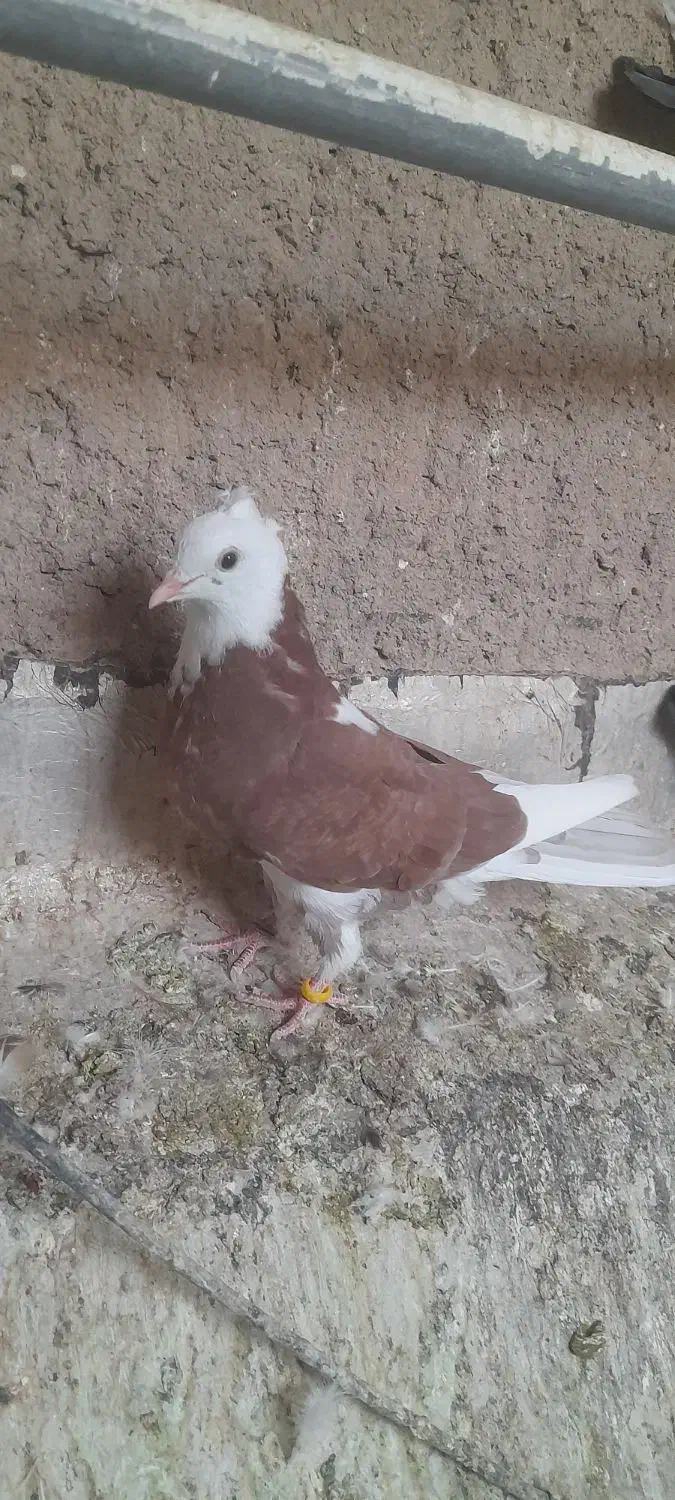 گلی گمشده|پرنده|آران و بیدگل, |دیوار