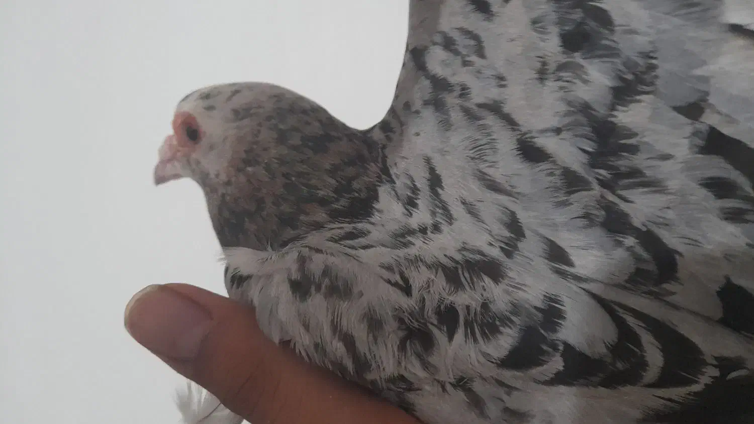 کبوتر گمشده با مژدگانی خوب|پرنده|لنجان, |دیوار